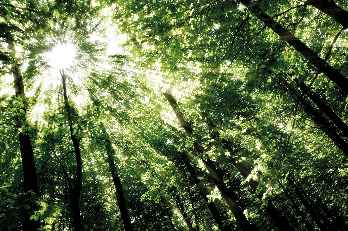 The Environmental Impact of Printing Avenue Printing